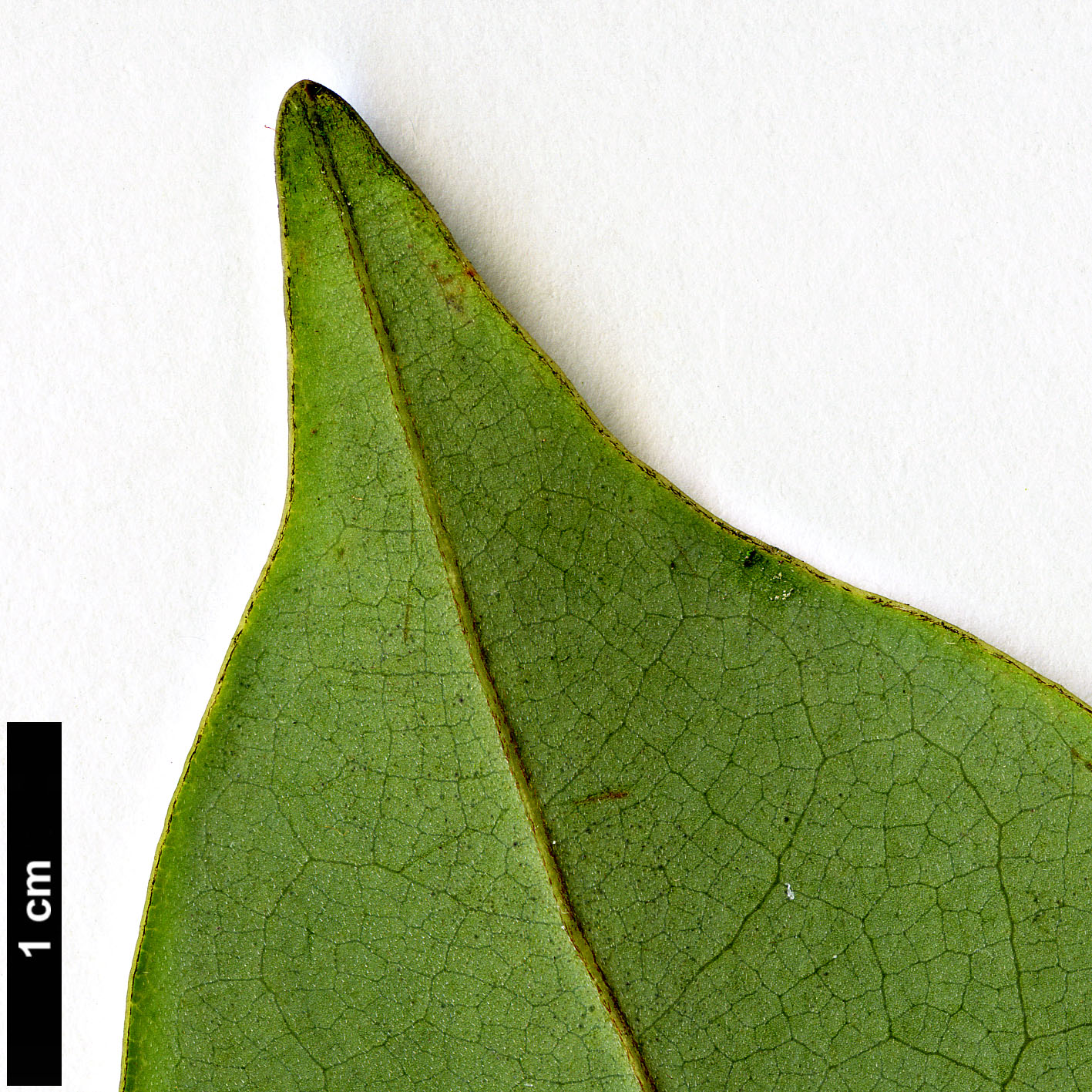 High resolution image: Family: Magnoliaceae - Genus: Magnolia - Taxon: cavaleriei - SpeciesSub: var. platypetala